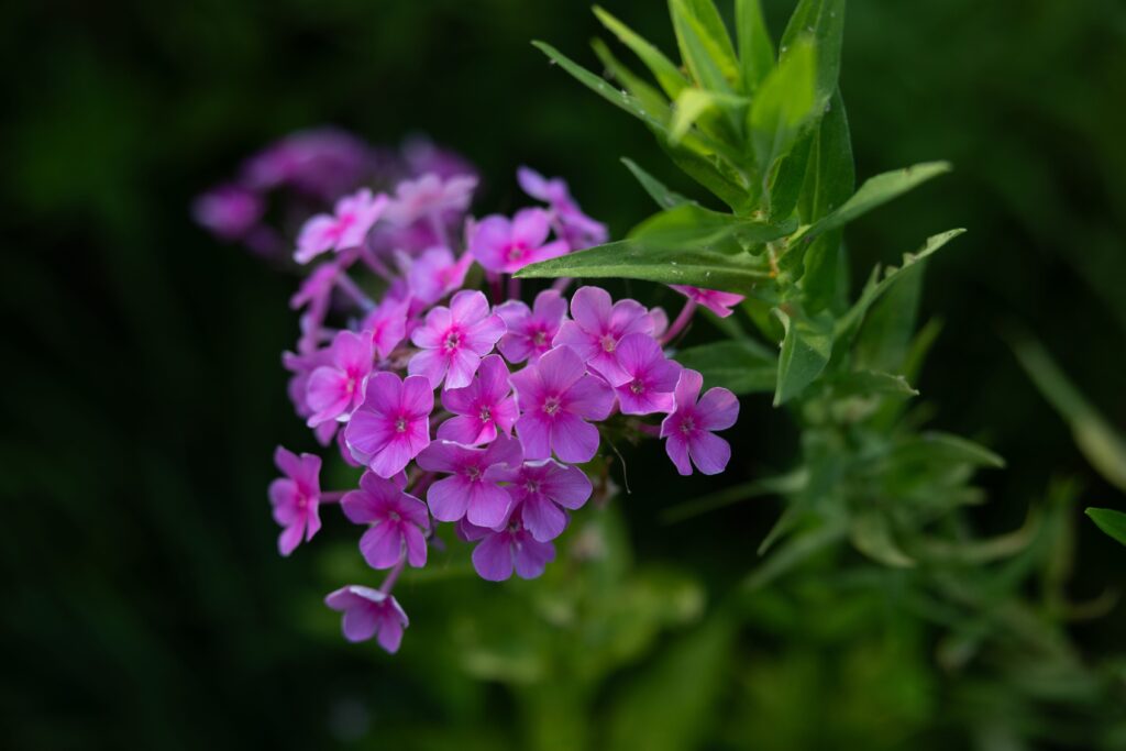 Close-up of vibrant pink flowers with green leaves in a garden. The image highlights the delicate petals and lush foliage, set against a dark green background, capturing the essence of nature's beauty.