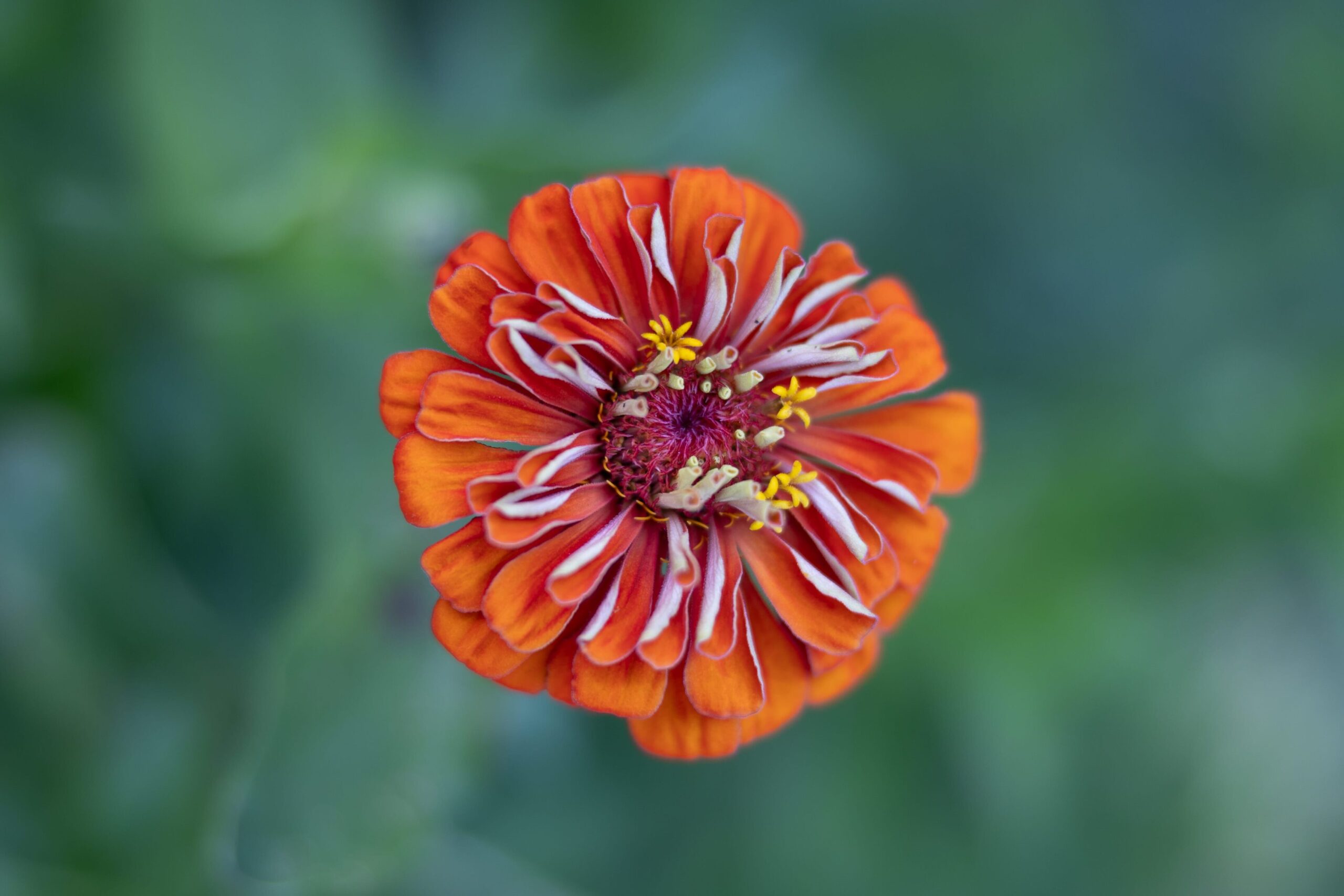 Close-up of a vibrant red zinnia flower with yellow stamens, highlighting its detailed petals and a soft, blurred green background.