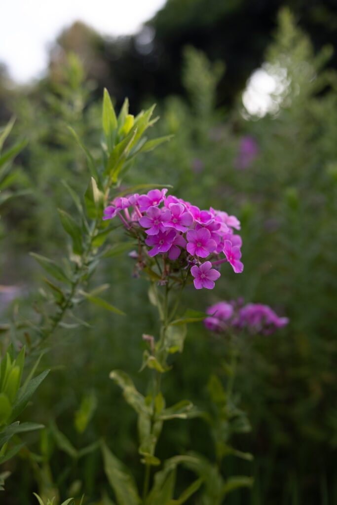 Close-up of vibrant pink flowers in a garden with lush green foliage in the background. The image captures the beauty of nature with a shallow depth of field, making the flowers the focal point.