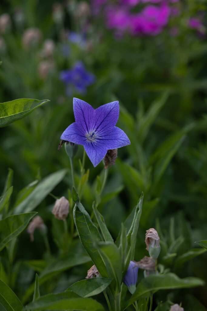 Close-up of a vibrant purple flower with green leaves in a garden. The image highlights the delicate petals and lush foliage, with a blurred background featuring additional purple flowers. The photo captures the beauty of nature with a focus on the central purple bloom.