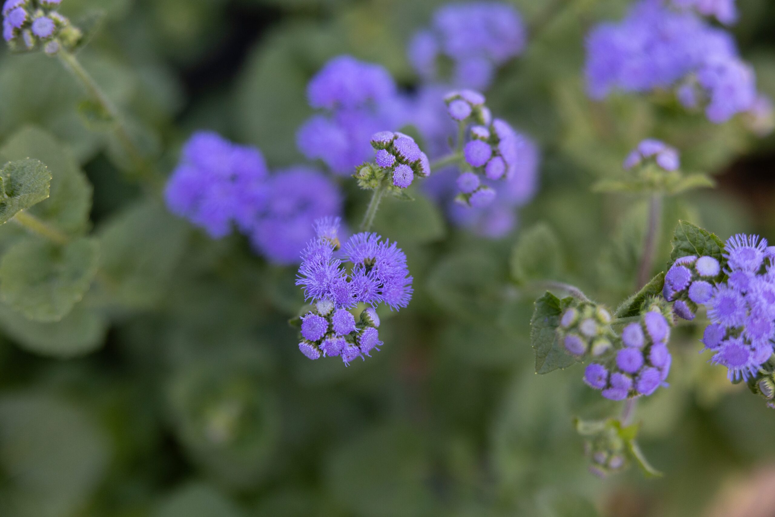 Macro shot of purple wildflowers with soft, fuzzy petals against a blurred green background, illustrating the beauty of nature photography.