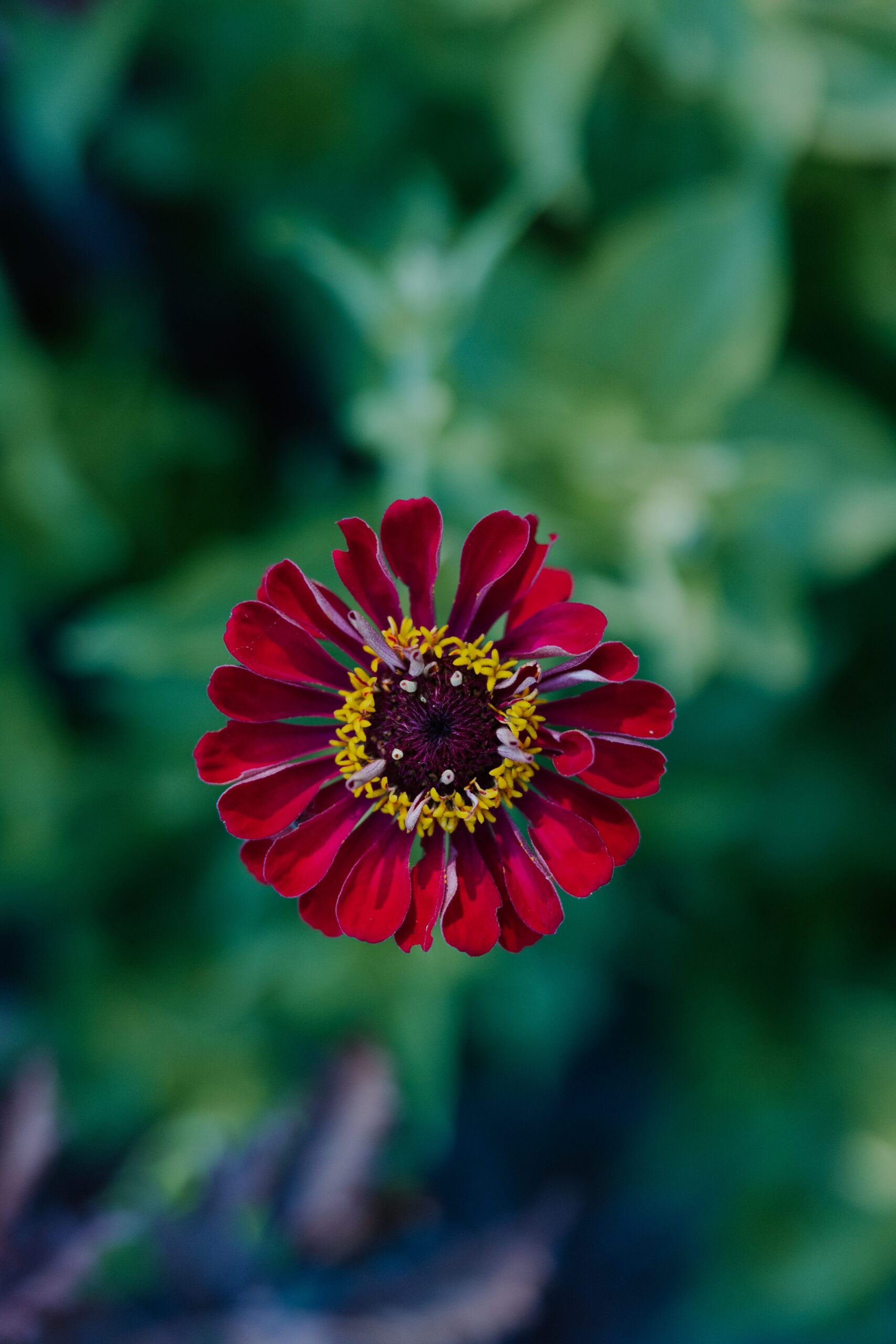 Close-up of a vibrant red zinnia flower with yellow stamens, highlighting its detailed petals and a soft, blurred green background.